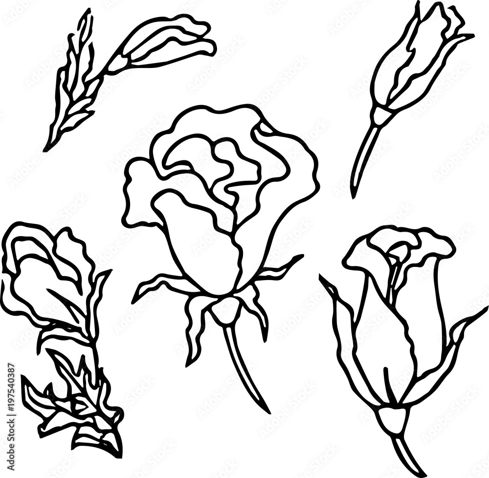 Fototapeta premium Rosarium