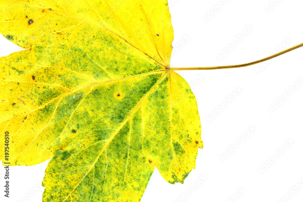 Obraz premium Autumn leaf isolated on white
