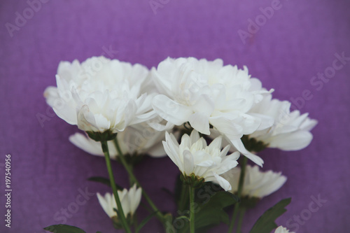 White chrysanthemums on a violet background. 