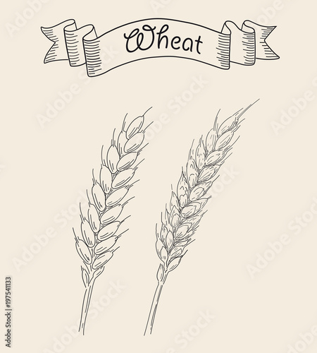 Two ripe ears of wheat.