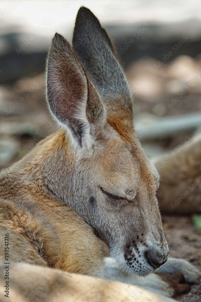 Fototapeta premium Red Kangaroo, Macropus rufus, photo was taken in Australia