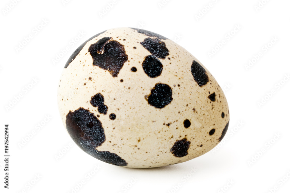 Quail egg close-up Quail egg close-up