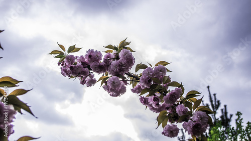 Fiori e Temporale