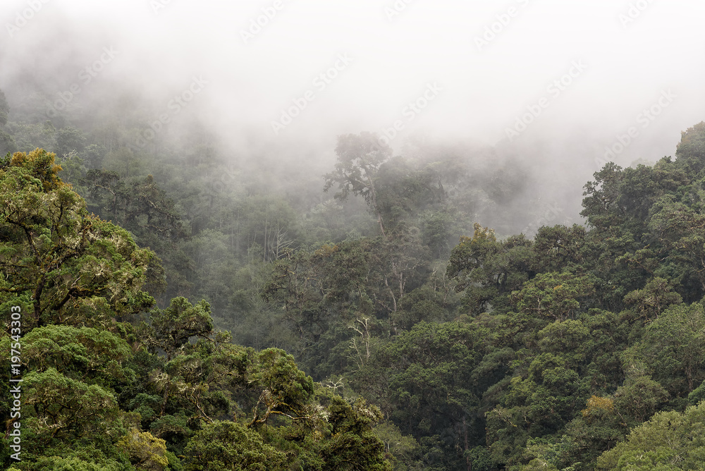 Nebelwald in den Bergen von Costa Rica