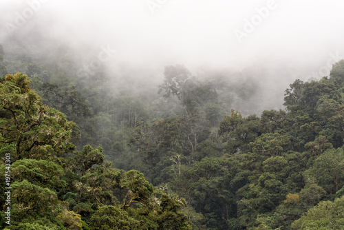 Nebelwald in den Bergen von Costa Rica