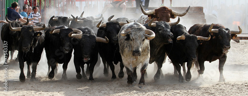 bull 