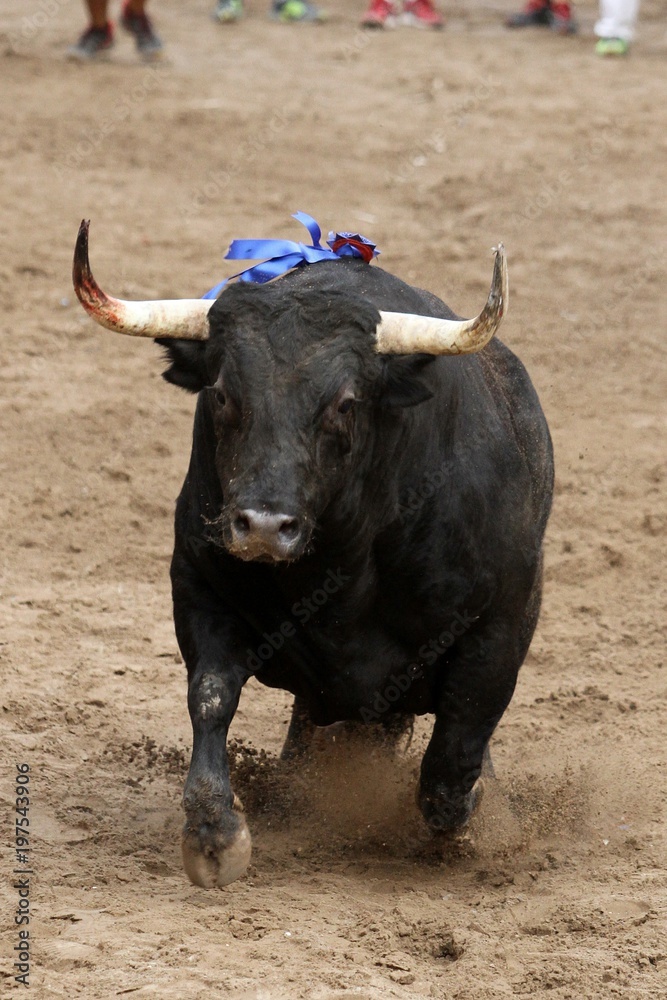 bull bull