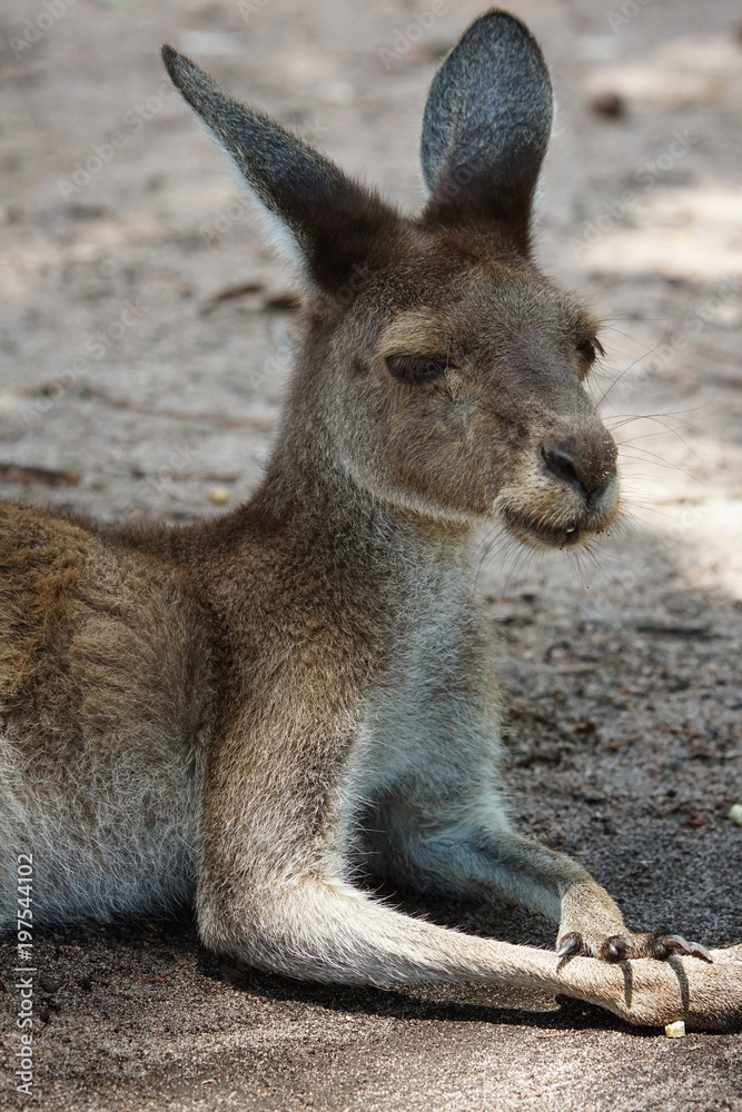 Western Grey Kangaroo, Macropus fuliginosus, photo was taken in Australia