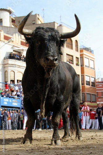 bull 