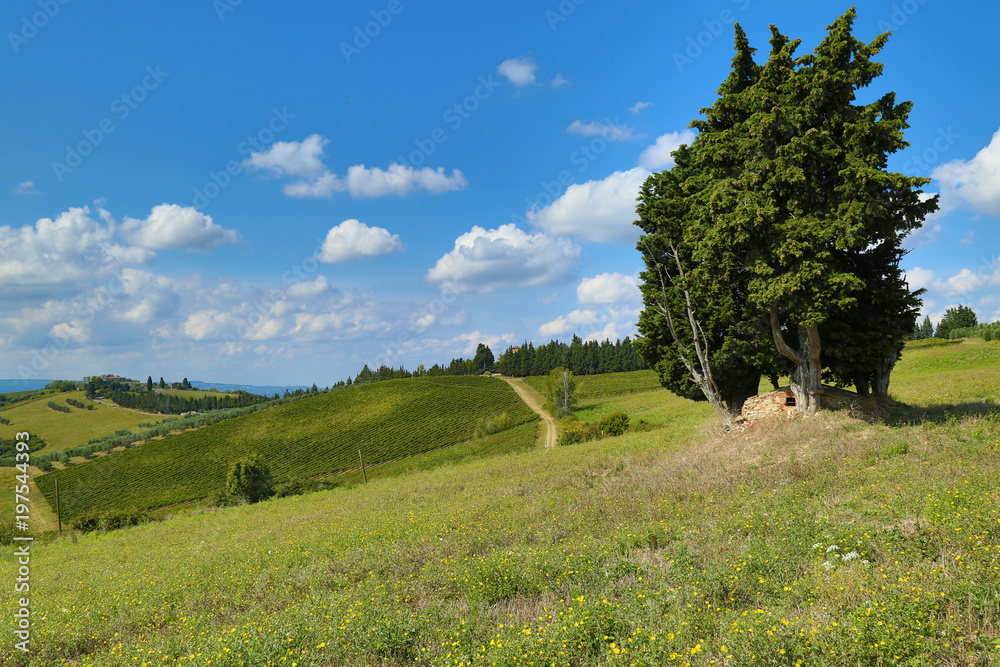 Tuscany landscape with Tree and Clouds