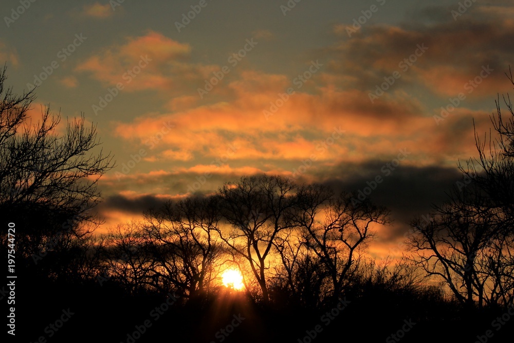 Obraz premium Kansas Sunset with tree Silhouettes and clouds