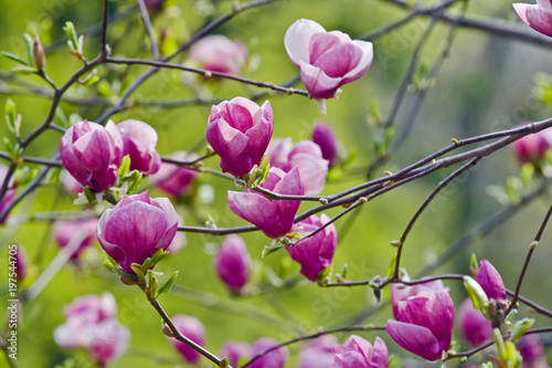 Pink magnolia tree in bloom