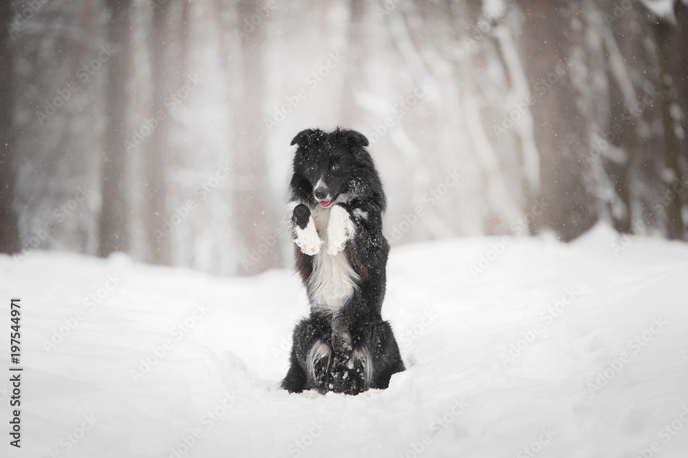 Border collie dog sitting in snow with his hind legs Border collie dog sitting in snow with his hind legs
