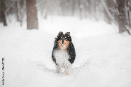 Sheltie dog standing in snow in park photo