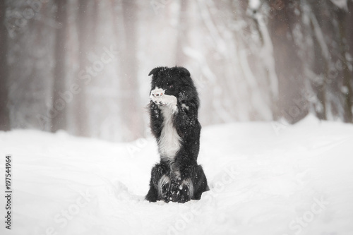 Border collie dog sitting in snow with his hind legs and covers his muzzle with paws photo