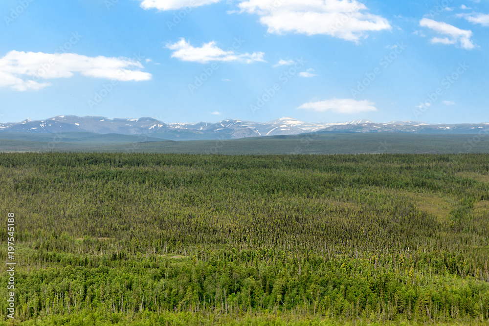 Northern landscape. Endless forests