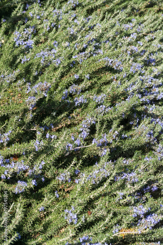 Blossom of rosemary kitchen herb with blue flowers in garden