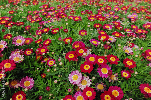 Fototapeta Naklejka Na Ścianę i Meble -  Meadow with group of red daisy flowers, springtime in garden