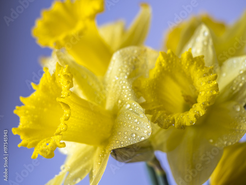 Fototapeta Naklejka Na Ścianę i Meble -   daffodil with water drops