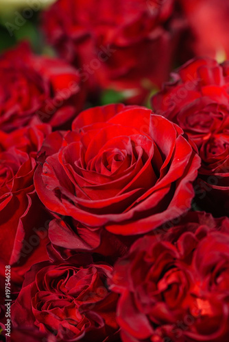 rose flowers background