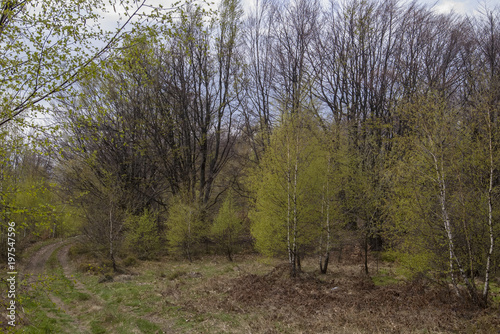 Spring carpathian forest