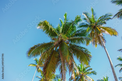 tops of high palm trees in sunlight on sky background