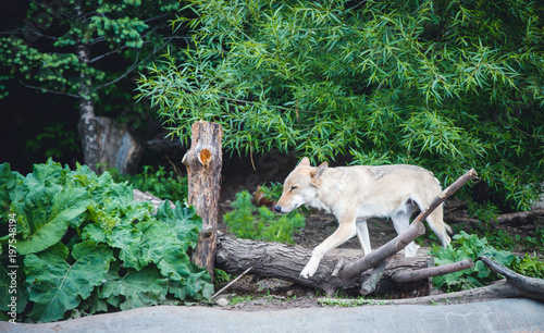 grey wolf, canis lupus photo