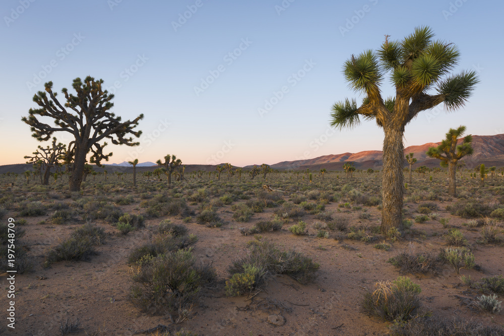 USA, California, Death Valley National Park, Joshua trees at sunrise USA, California, Death Valley National Park, Joshua trees at sunrise
