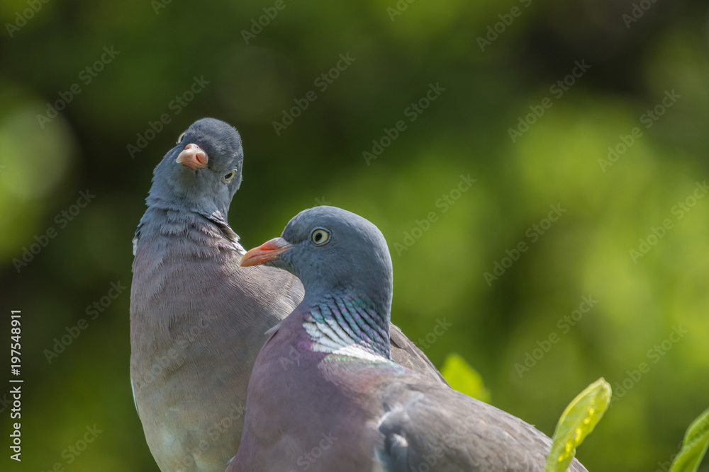 portrait of two birds pigeon, closeup, green blurred background, portret, para gołębie, grzywacz na zielonym tle portrait of two birds pigeon, closeup, green blurred background, portret, para gołębie, grzywacz na zielonym tle