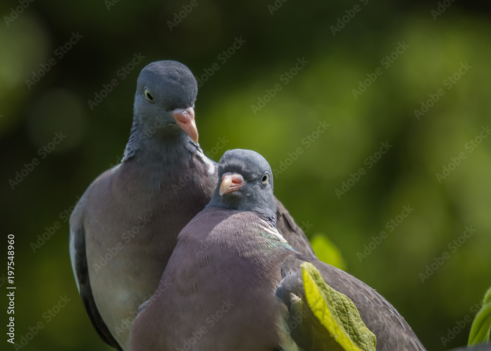 portrait of two birds pigeon, closeup, green blurred background, portret, para gołębie, grzywacz na zielonym tle portrait of two birds pigeon, closeup, green blurred background, portret, para gołębie, grzywacz na zielonym tle