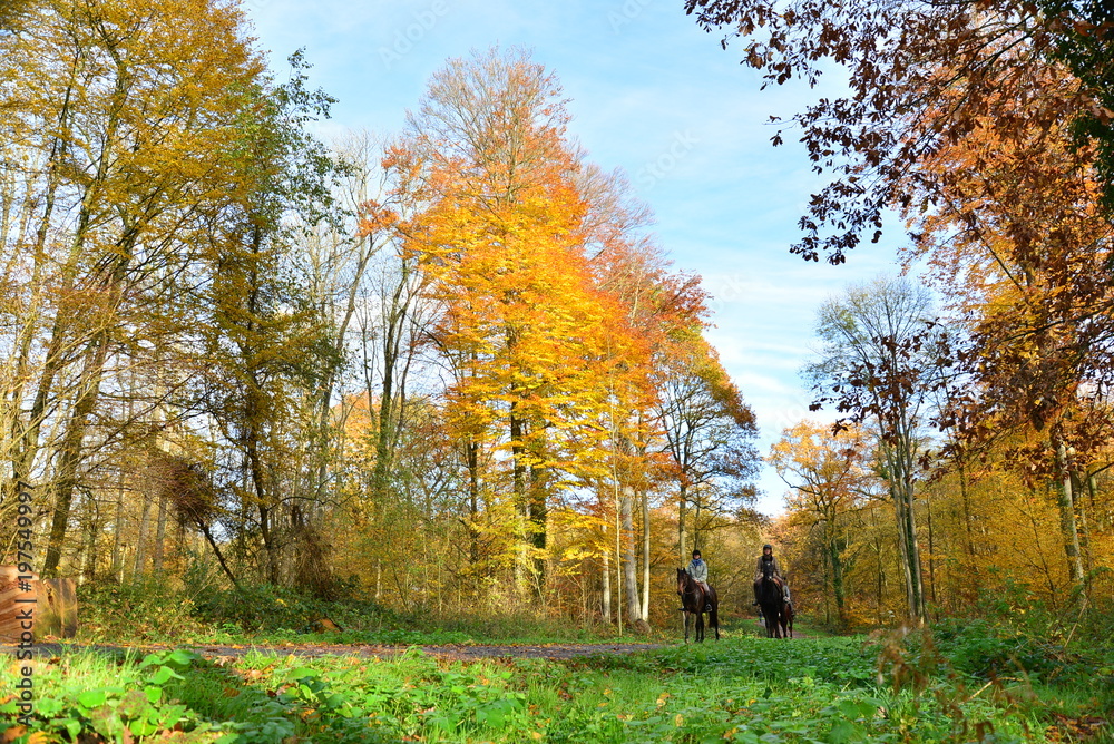 autumn forest france