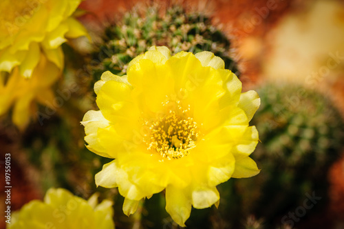 Yellow flower of Neoporteria Cactus photo