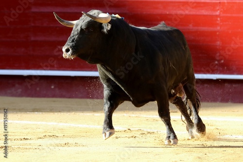 bull in spain