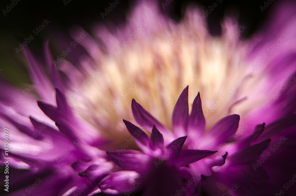 Close-up of purple flower garden petals.