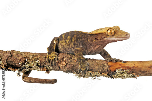 Neukaledonischer Kronengecko (Correlophus ciliatus) - Crested gecko photo