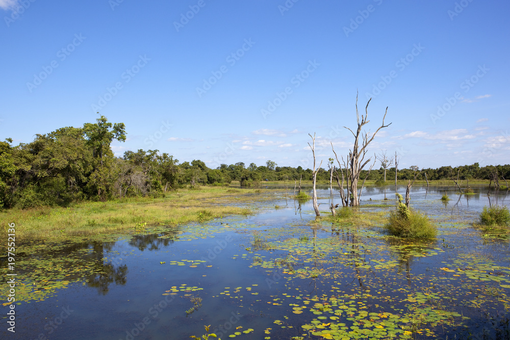 sri lankan wetlands at wasgamuwa