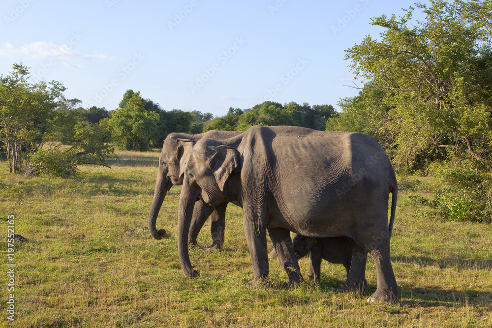 Obraz premium sri lankan elephant family