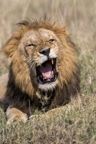 Angry Male Lion in a mating session in the Masai Mara National PArk in Kenya