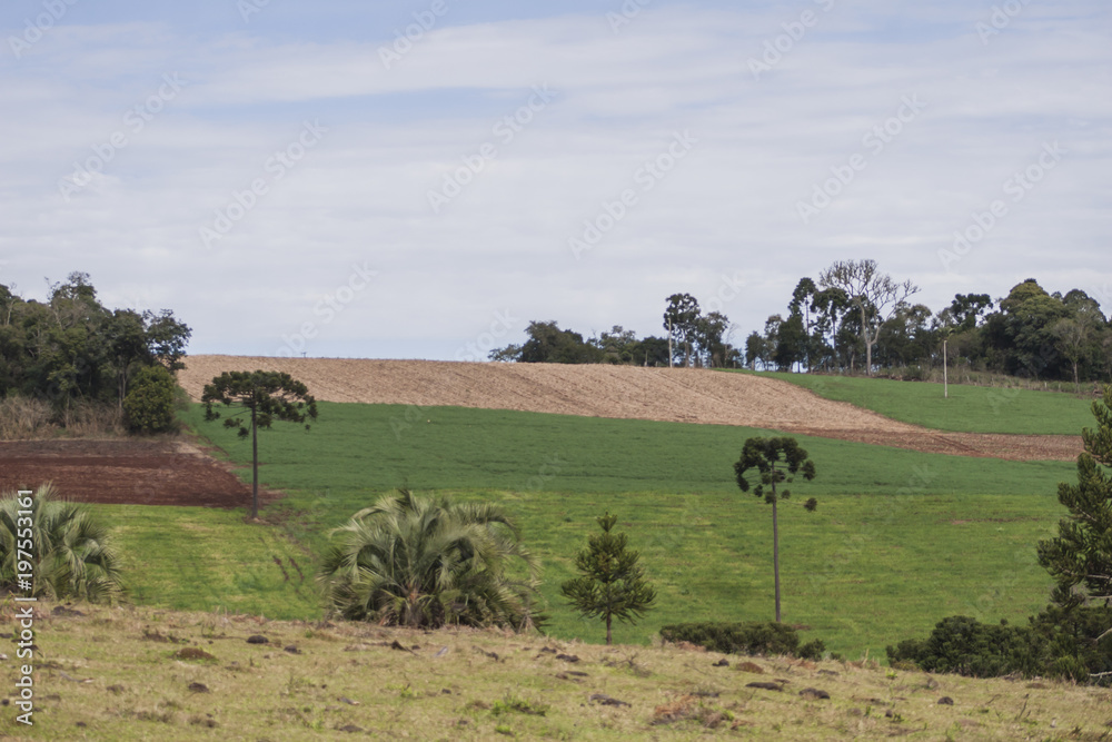 Rural landscape with plantations and trees. Blue sky with clouds. Frei Rogério, Santa Catarina / Brazil