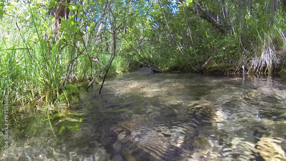Russia, the Caucasus. The river in the mountains with clear water flows through the autumn forest with yellow leaves
