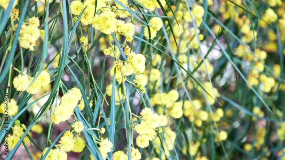 4K. Mimosa blooming. Wattle tree swaying in the wind. Focus moves from foreground to background. Family Fabaceae native to southeastern Australia. Shrubs in the pea family.