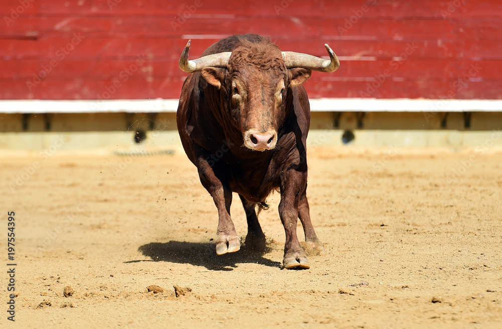 toro toro