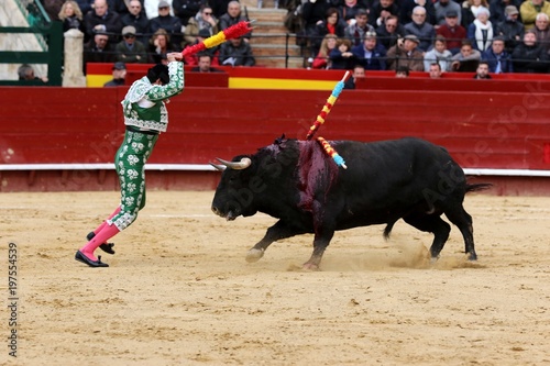 bull in spain