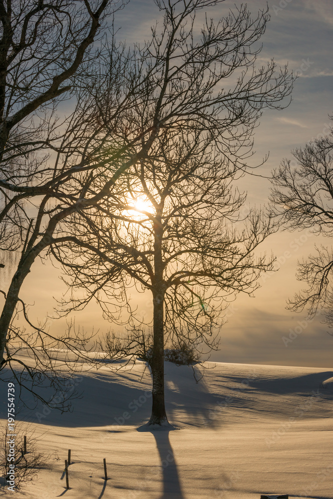 Baum in Winterlandschaft mit stimmungsvollem Abendrot