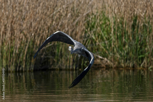 gray heron - a species of large water bird with a slender figure with a long curved neck