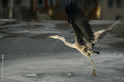 gray heron - a species of large water bird with a slender figure with a long curved neck