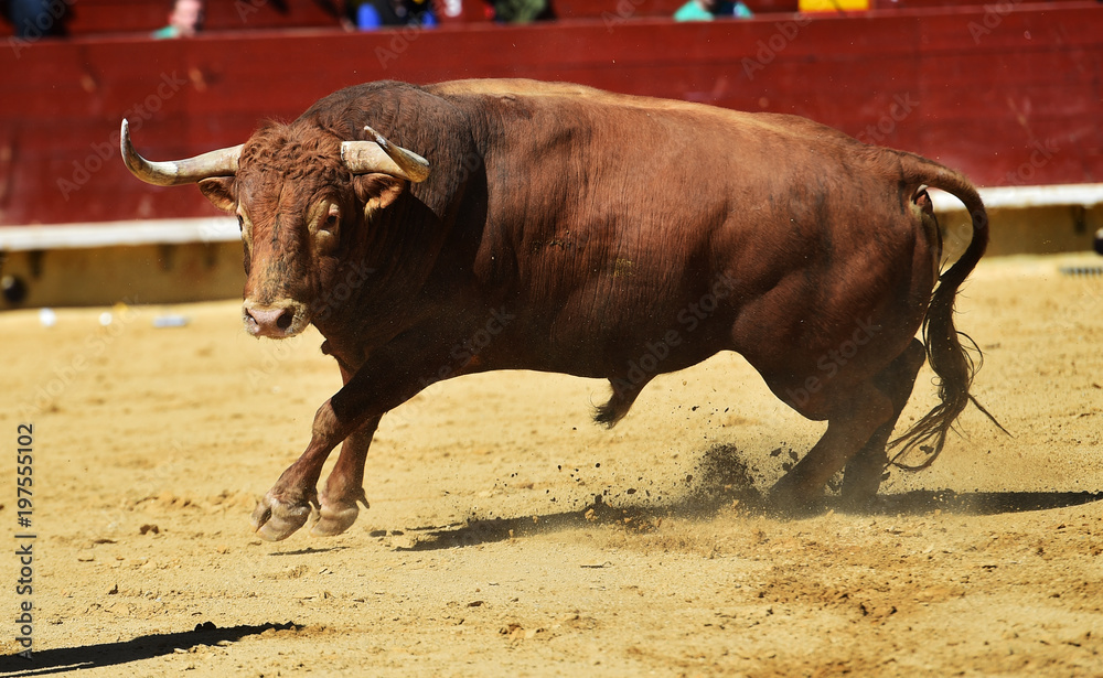 toro toro