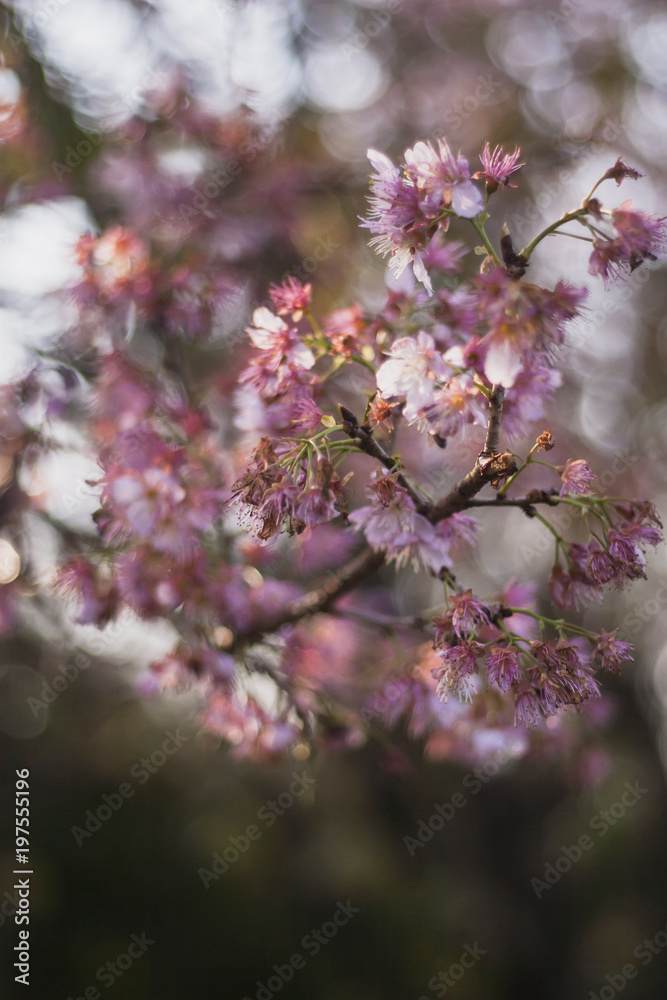 Obraz premium Cherry tree blossom. Cherry flowers blooming. Sakura Matsuri park and festival. Frei Rogério, Santa Catarina / Brazil