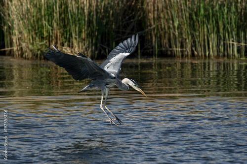 gray heron - a species of large water bird with a slender figure with a long curved neck