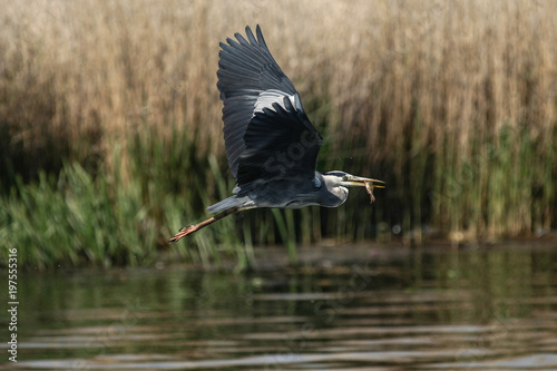 gray heron - a species of large water bird with a slender figure with a long curved neck © zmija5